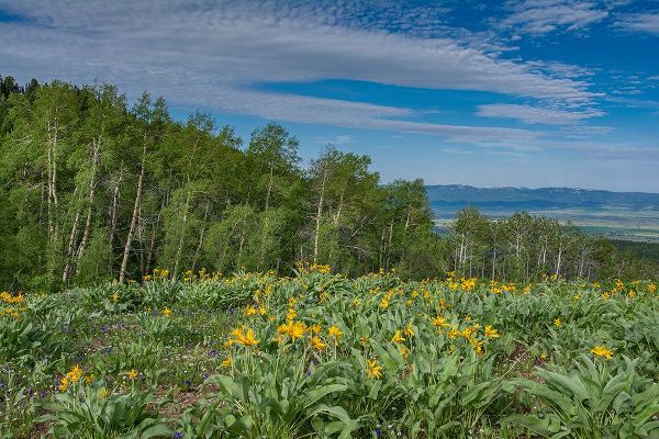 Garber, Howie 아티스트의 USA-Wyoming-Arrowleaf balsamroot wildflowers and Aspen Trees in meadow작품입니다.